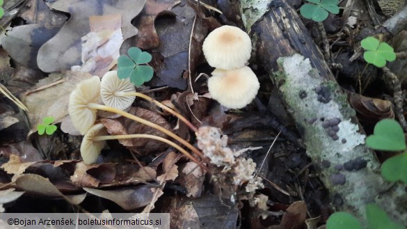 Marasmius torquescens