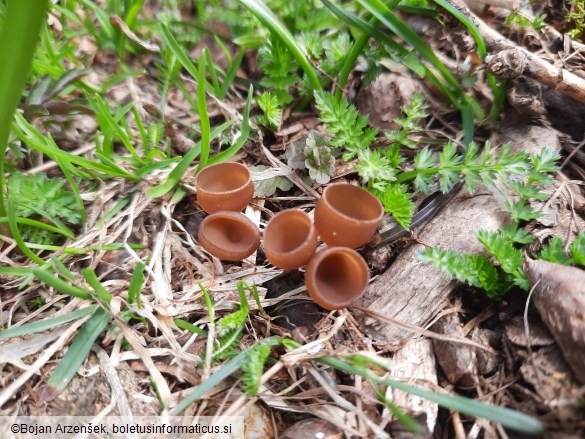 Dumontinia tuberosa