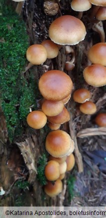 Gymnopilus penetrans