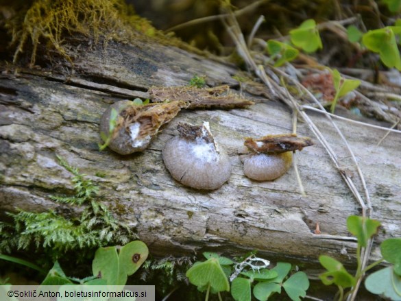 Entoloma depluens