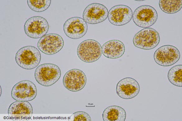 Puccinia striiformis