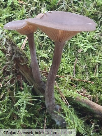 Pseudoclitocybe cyathiformis