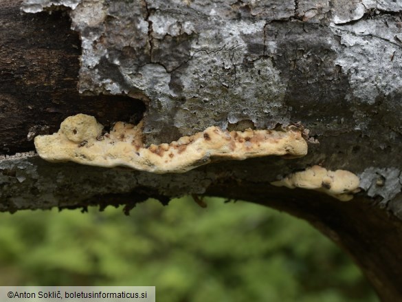 Antrodiella mentschulensis