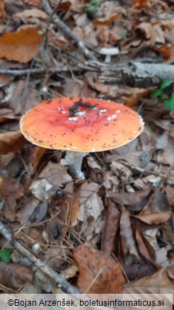 Amanita muscaria var. aureola