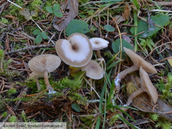 Clitocybe obsoleta