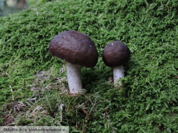 Pluteus cervinus