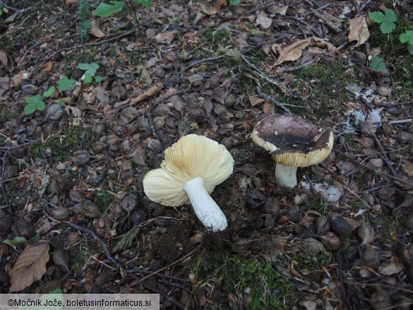 Russula romellii