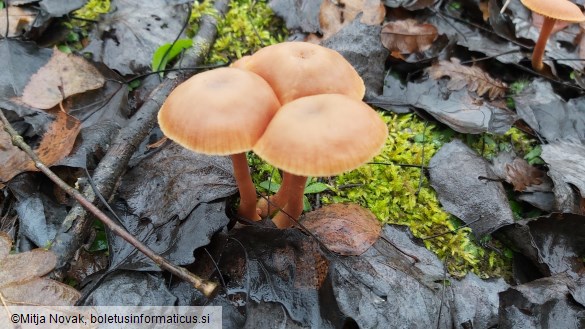 Laccaria laccata