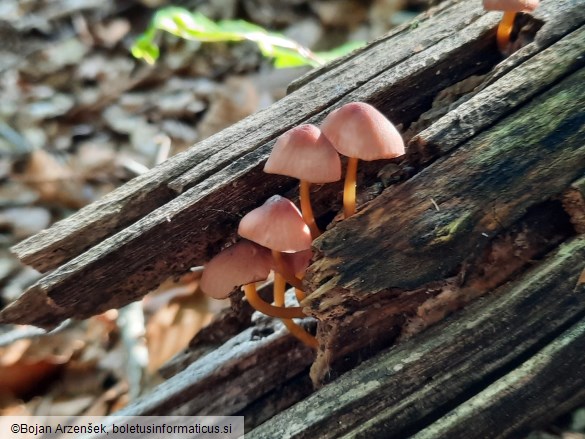 Mycena renati