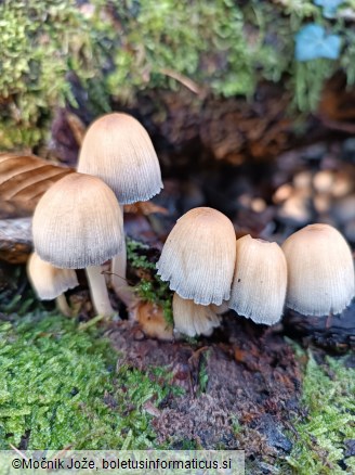 Coprinellus micaceus