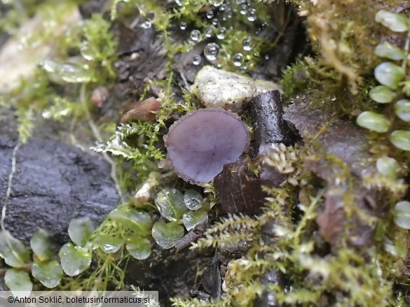 Ionopezia gerardii