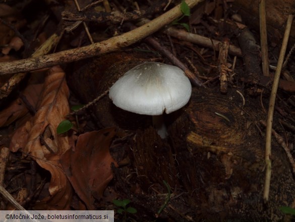 Volvariella caesiotincta