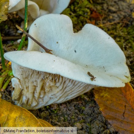 Crepidotus autochthonus