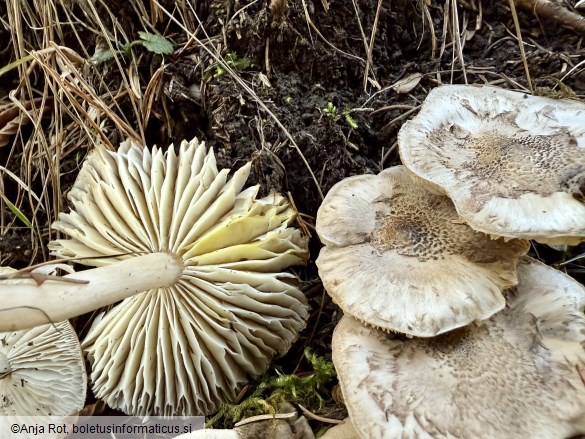 Tricholoma scalpturatum