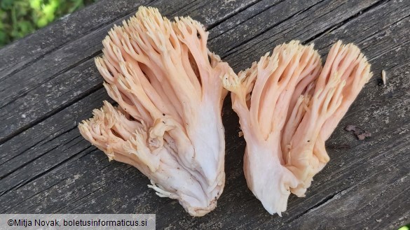 Ramaria formosa