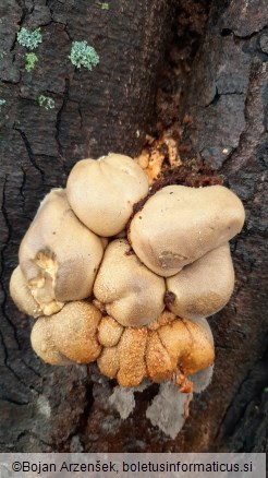 Lycogala flavofuscum