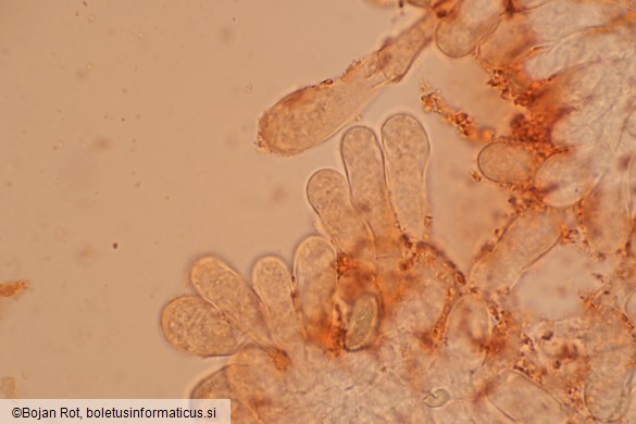 Inosperma cervicolor