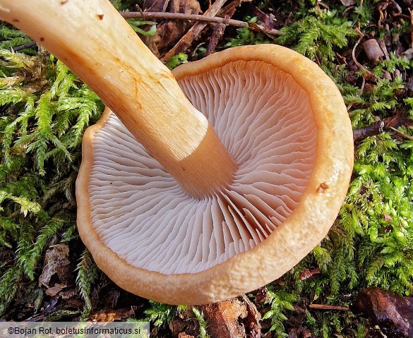 Thaxterogaster talus