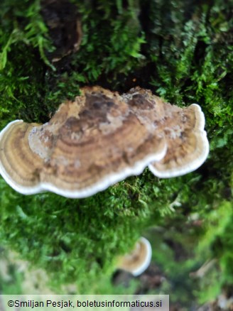 Daedaleopsis confragosa