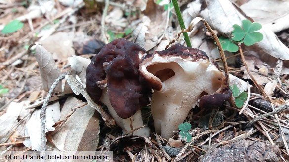 Gyromitra esculenta