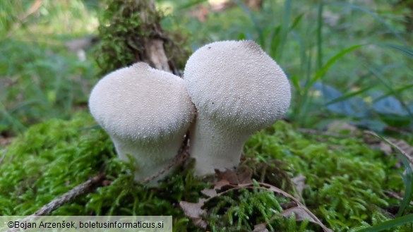 Lycoperdon perlatum