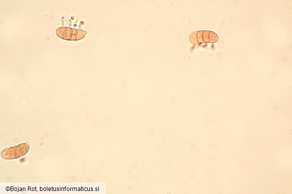 Calocera glossoides