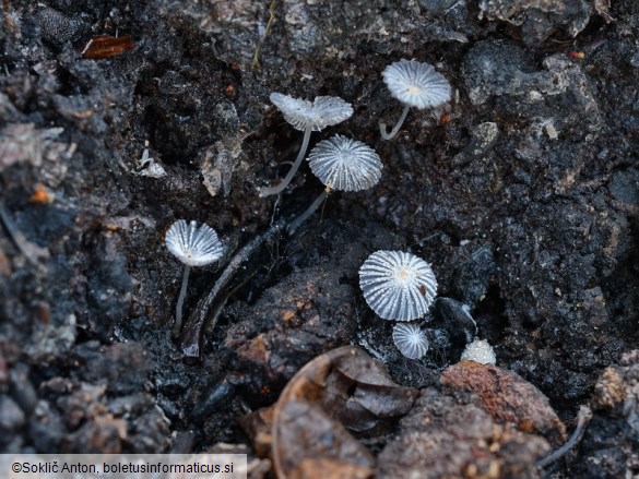 Coprinopsis ephemeroides