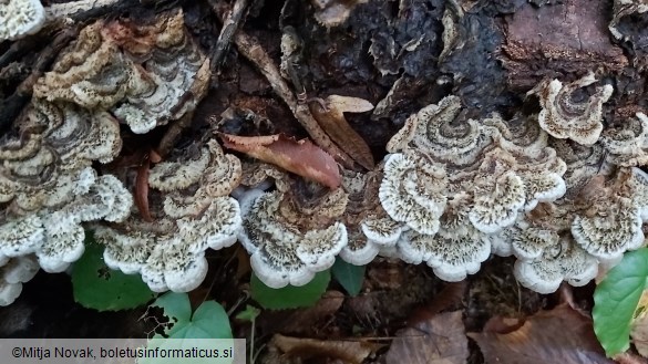 Auricularia mesenterica