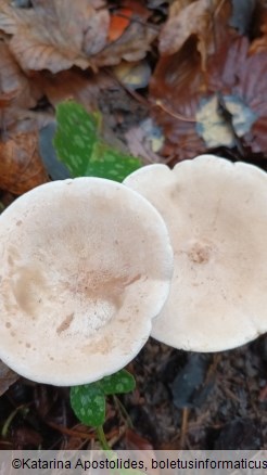 Infundibulicybe geotropa