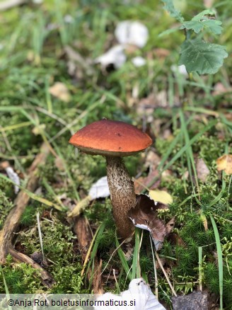 Leccinum aurantiacum