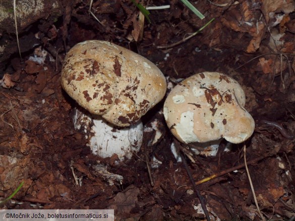 Leucopaxillus tricolor