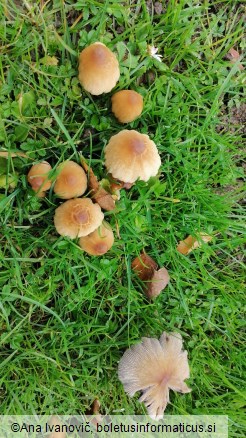 Coprinus micaceus