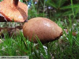 Chalciporus piperatus