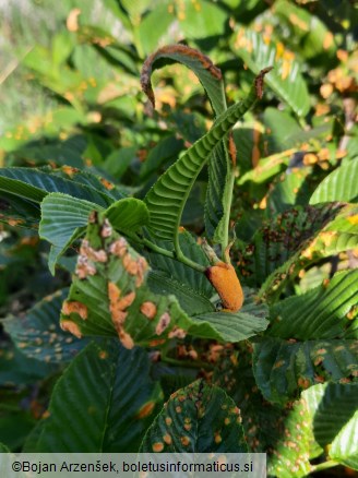 Puccinia coronata