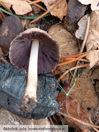 Coprinellus xanthothrix