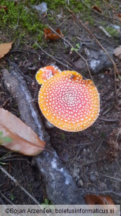 Amanita muscaria