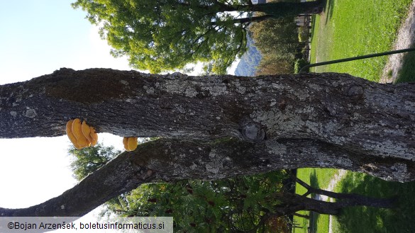 Laetiporus sulphureus