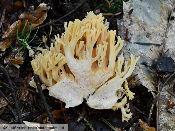 Ramaria flavosalmonicolor