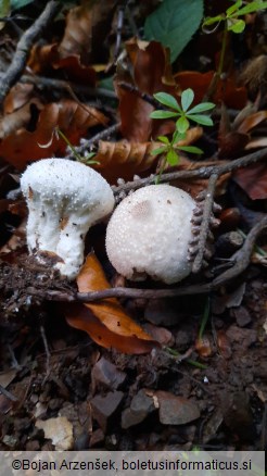 Lycoperdon perlatum