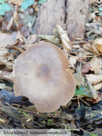 Pluteus cervinus