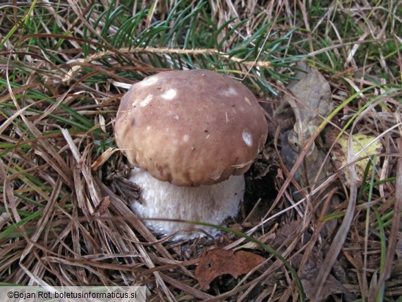 Boletus edulis