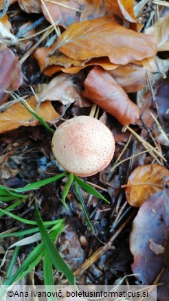 Cortinarius bolaris