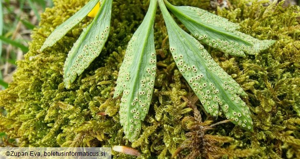 Tranzschelia pruni-spinosae