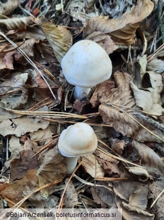 Rhodocollybia maculata