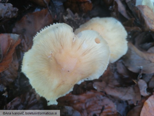 Cortinarius caperatus