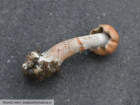 Cortinarius armillatus