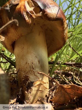 Russula foetens