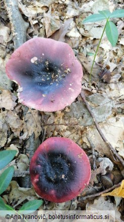 Russula atropurpurea