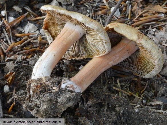 Inocybe erubescens