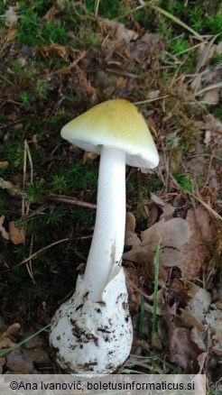 Amanita phalloides